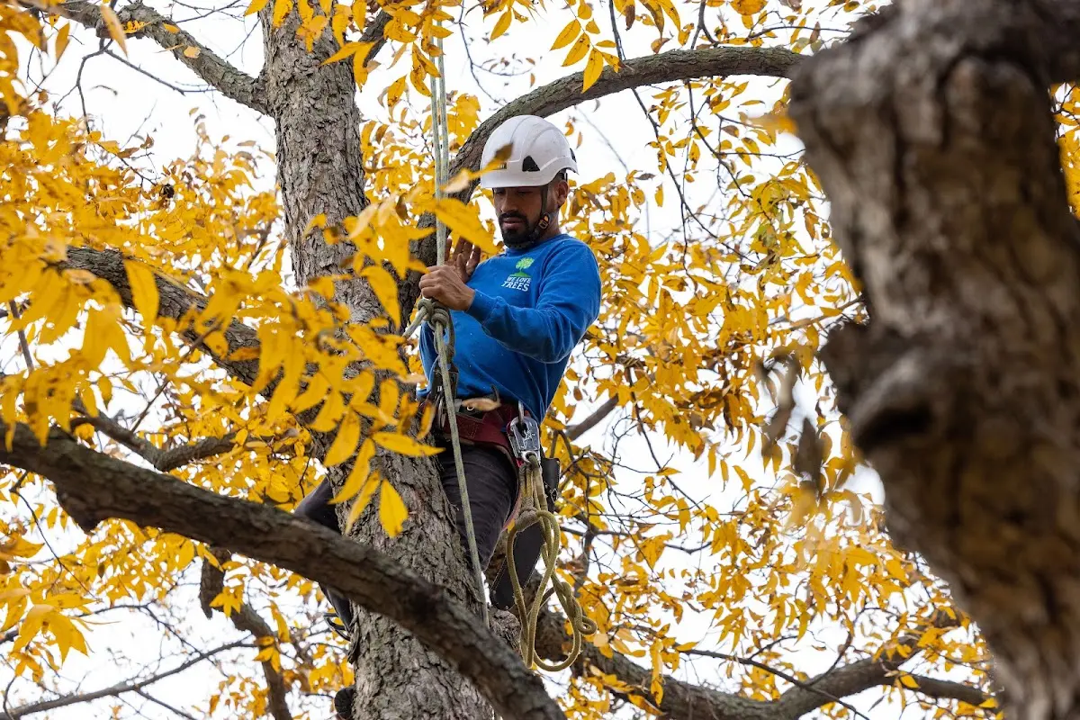 Skilled Emergency Tree Service crew working in Barry